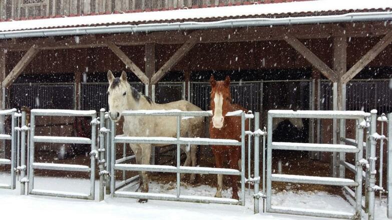 Scherhäufl Ranch Stall
