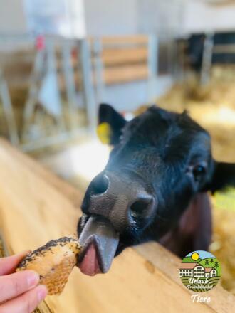 Kalb Mathilda
