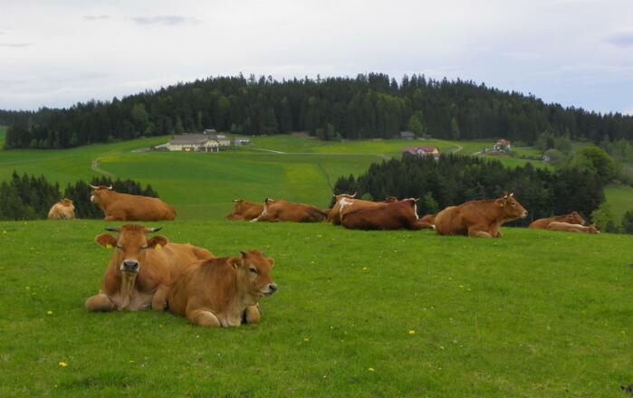 Kühe Tischberg