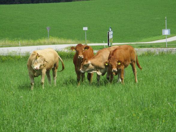 Kühe auf der Weide
