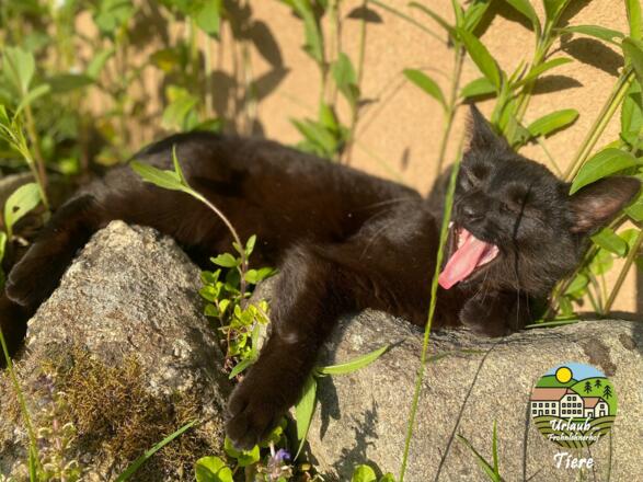 Katze in der Sonne