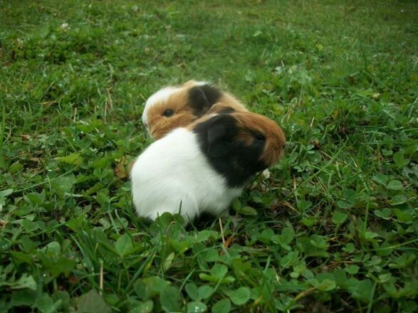 Meerschweinchen