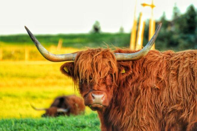 Hochlandrinder_HighlandFarm