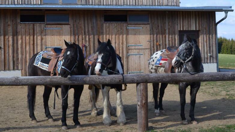 Big-Sky-Ranch Pferde