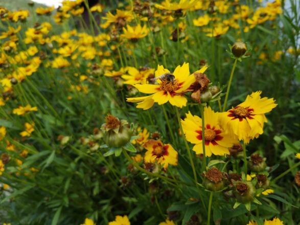Bienenblumenwiese