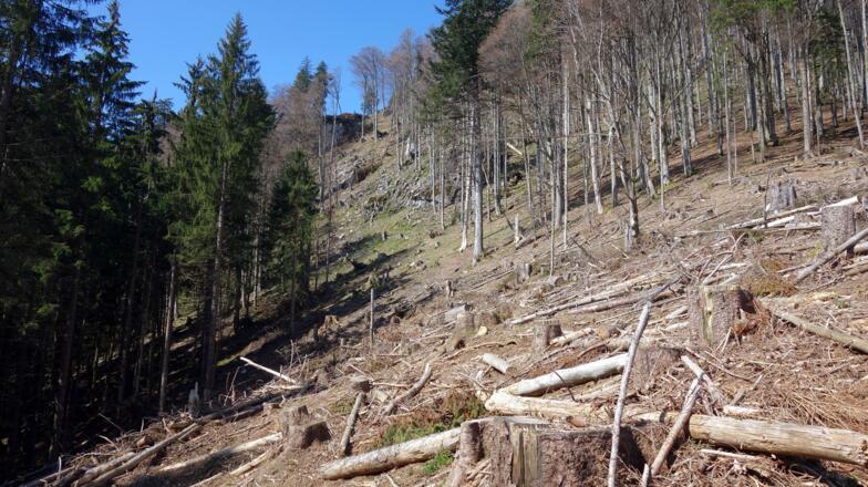 Kahlschlag, ab 1200m bis ~1270m = Gratausstieg.