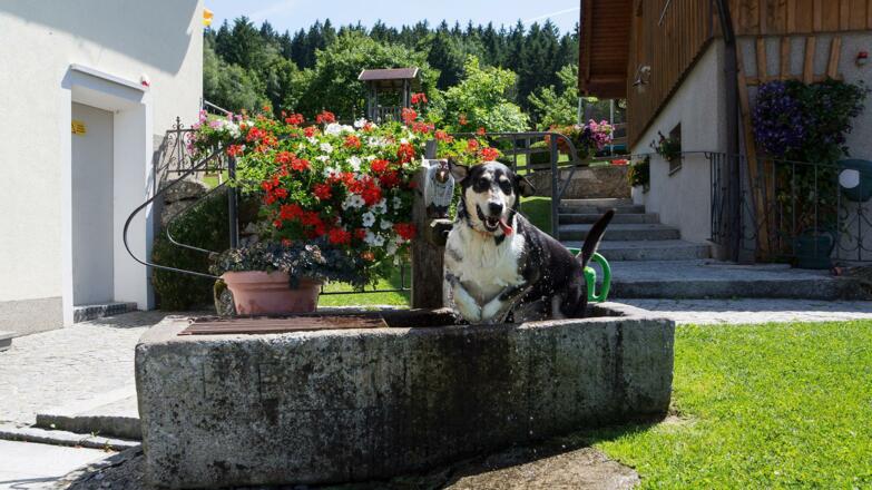 Hofhund Tina