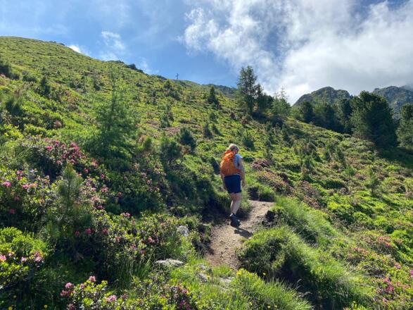 Das Gipfelkreuz bereits in Sichtweite, führt der Anstieg über blühende Alpenrosenhänge.