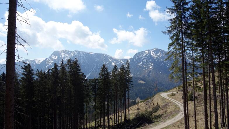 Abstieg zur Forststraße ~1290 m