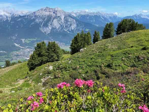 Besonders schön ist die Bike & Hike-Tour während der Alpenrosenblütte Ende Juni.