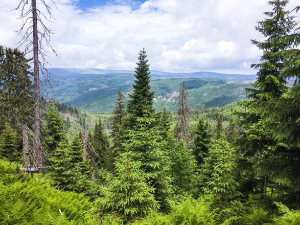 Frauenauer Rachelsteig