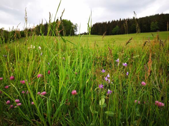 Hauswiese