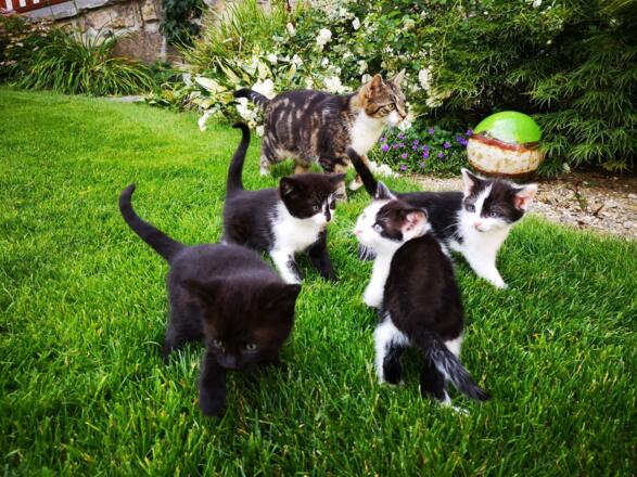 Katzenfamilie