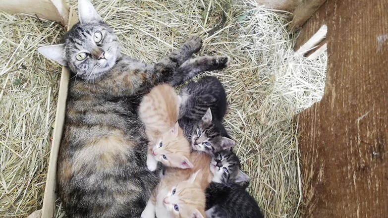 Katzen