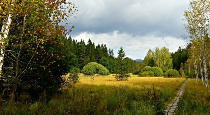 Bohlensteg im Großen Filz