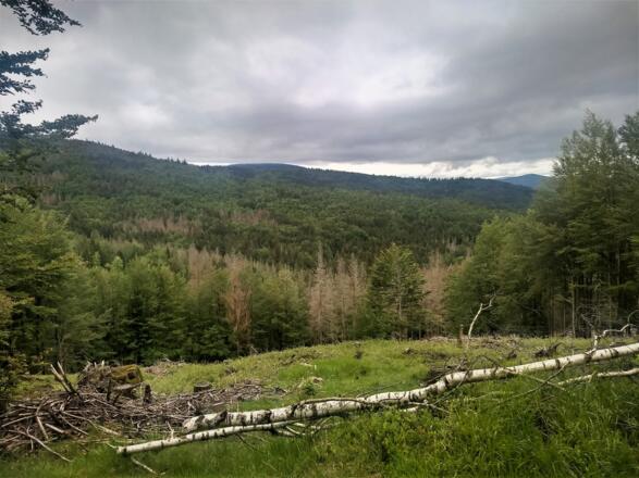 Wanderweg Kreuzspinne