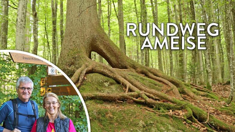 Im Video über den Rundweg Ameise