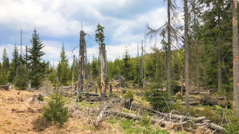 Wilder Wald