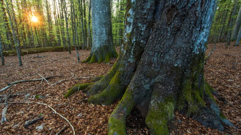Sonnenaufgang Mittelsteighütte