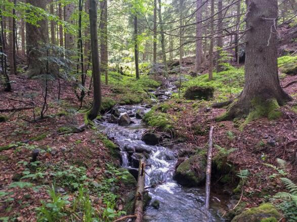 Wanderweg Fledermaus