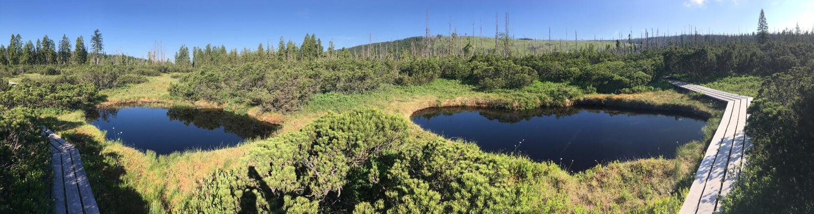 Mooraugen im Zwieselter Filz