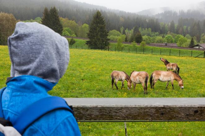 Wildpferde beim Haus zur Wildnis