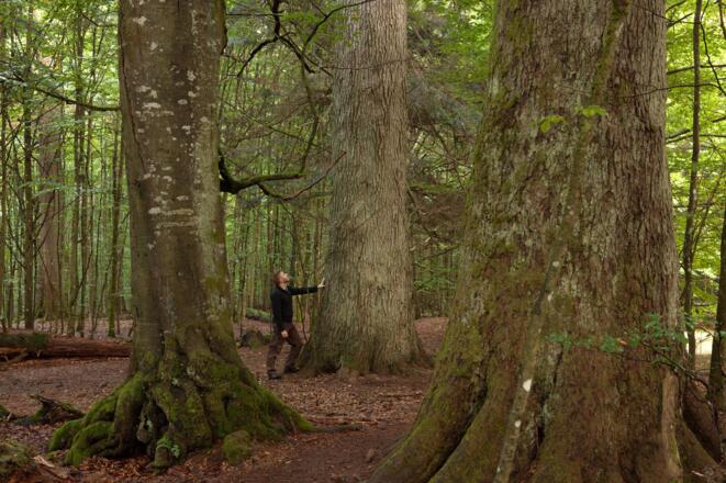 Urwald Hans-Watzlik-Hain