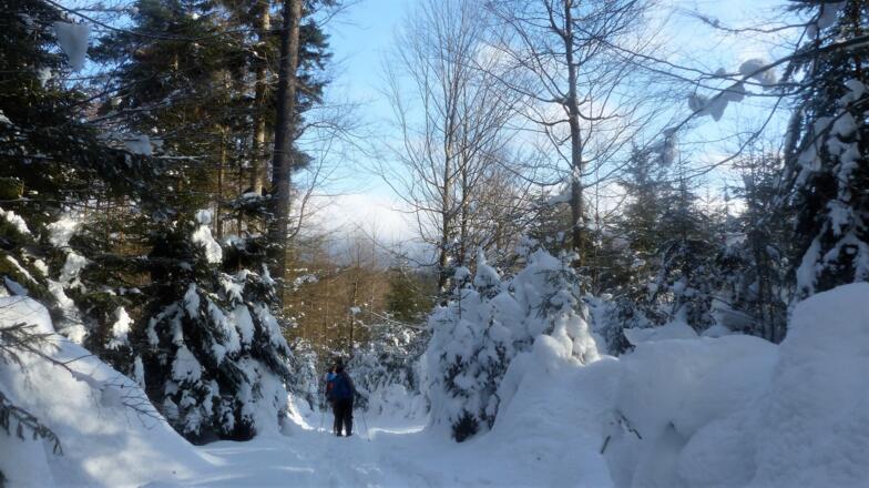 Wilder Winterwald