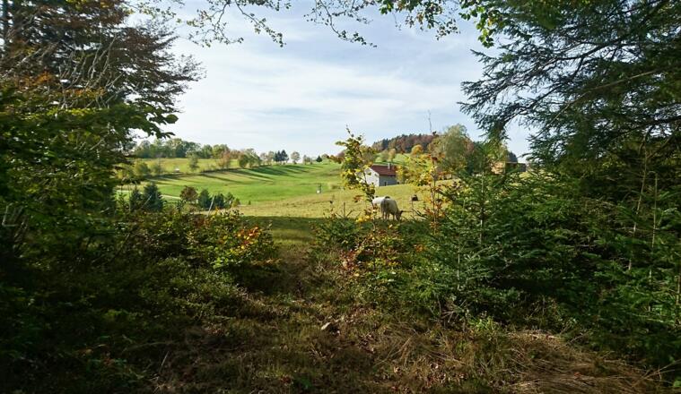 Wanderweg Stier