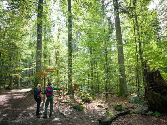Urwaldgebiet Mittelsteighütte