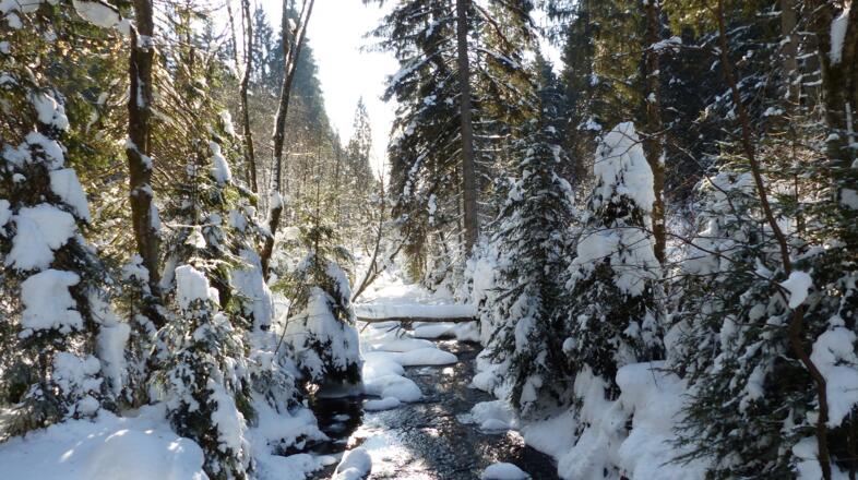 Große Deffernik im Winter