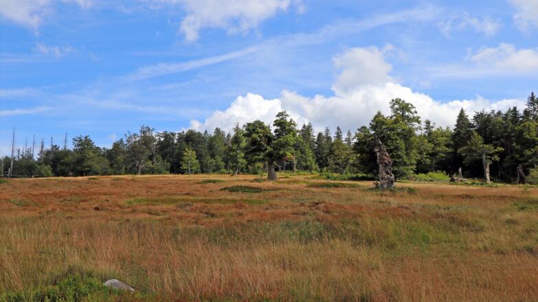 Moorauge Zwieselter Filz