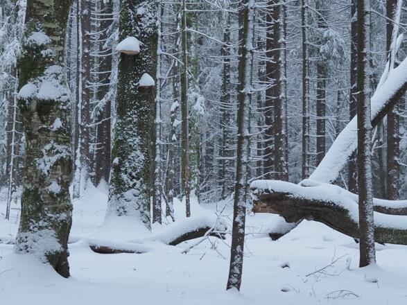 Winterwald