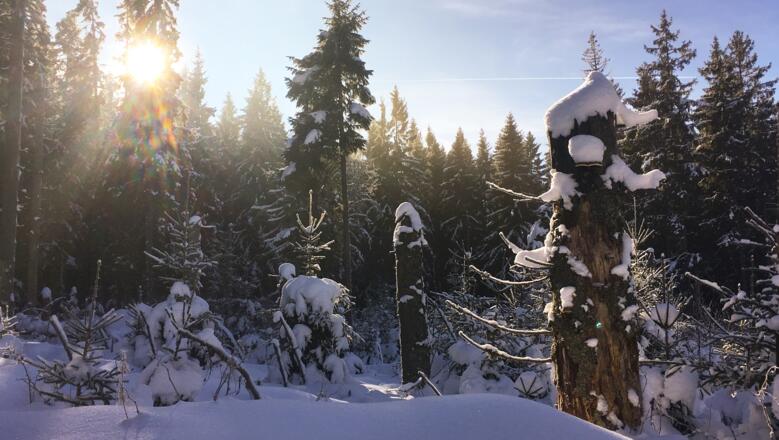 Wilder Winterwald