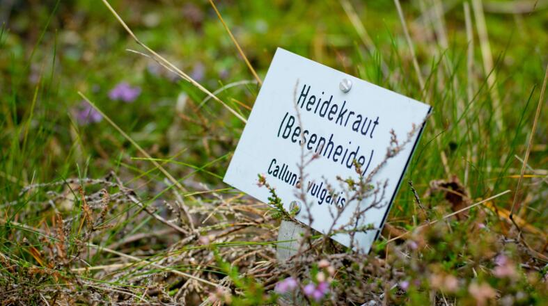 Heidekraut Gesteinsfreigelände