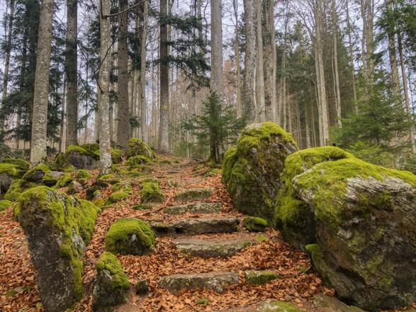 Am Rundweg Bockkäfer