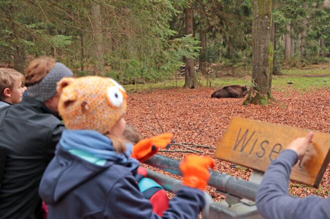 Aussichtskanzel am Wisentgehege im Tier-Freigelände @ Gregor Wolf
