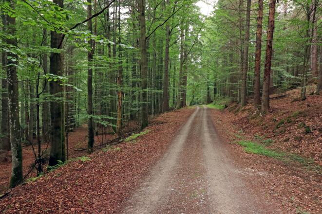 Wanderweg im Ferdinandsthal