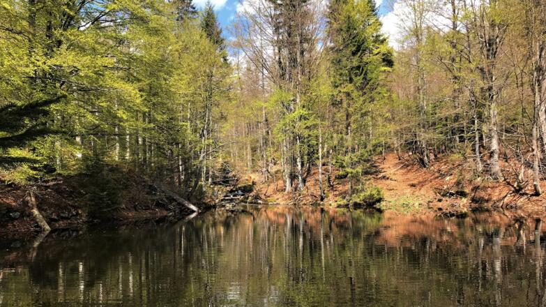 Sagwasserklause