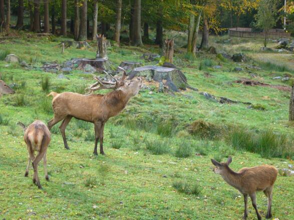 Rotwild im Hirschgehege Scheuereck
