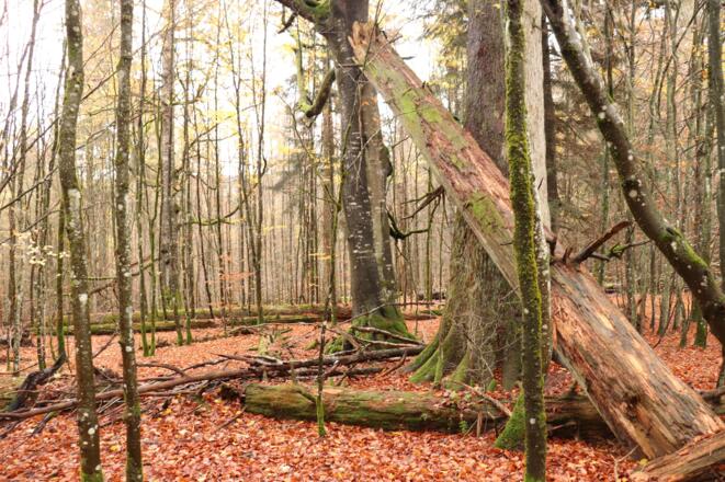 Urwaldrelikt Hans-Watzlik-Hain