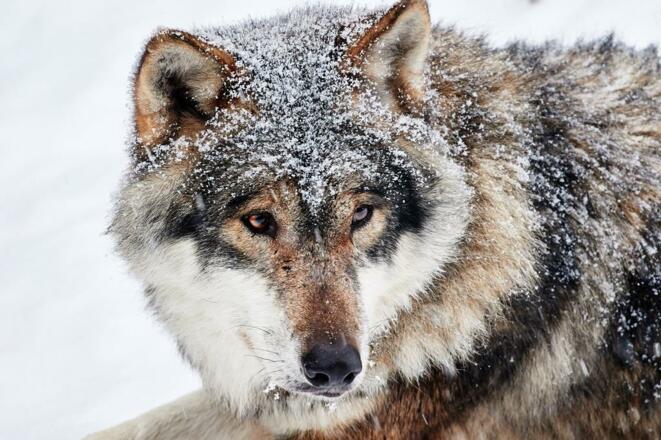 Wolf im Tierpark Altenfelden