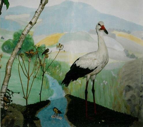 Vogelmuseum - Weißstorch