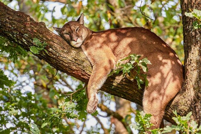 Puma im Tierpark Altenfelden