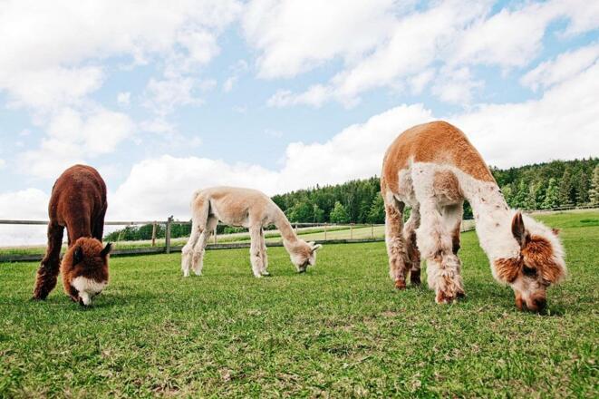 Alpakas auf der Weide