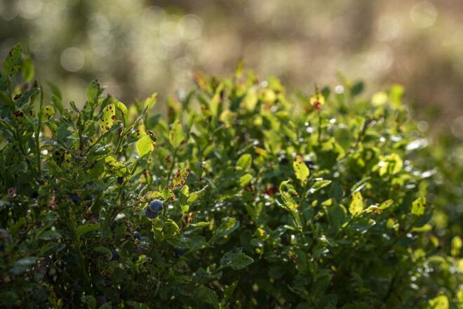 Heidelbeeren - nur eine Waldfrucht von vielen