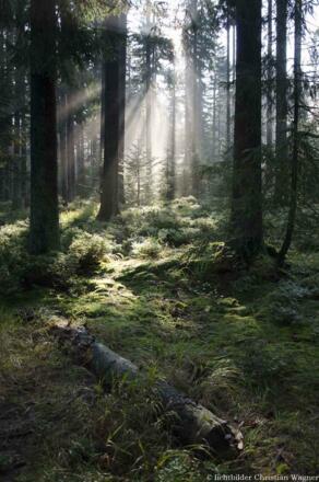 Eintauchen in die Waldatmosphäre