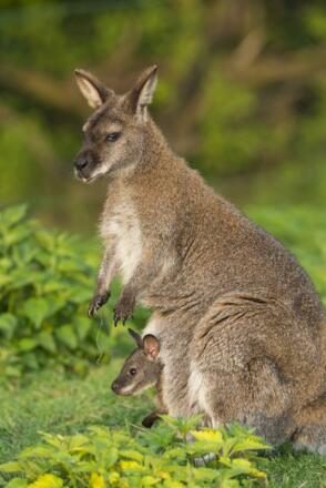 Känguruh im Tierpark Altenfelden