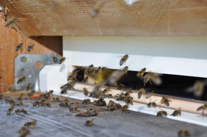 Bienenanflug