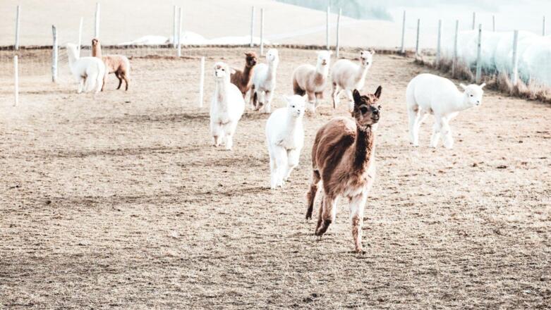 Alpaka